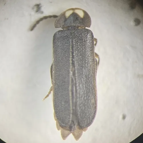 Phausis rhombica