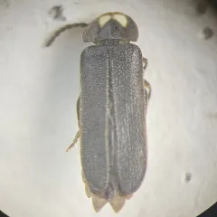 Phausis rhombica thumbnail 1