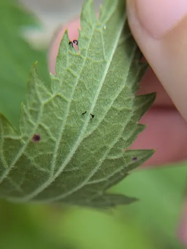Longitarsus suspectus
