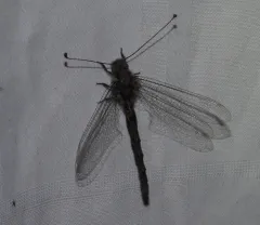 Four-spotted Owlfly thumbnail 3