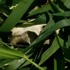 Coypu thumbnail 2