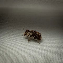 Trichodesma cristata thumbnail 4