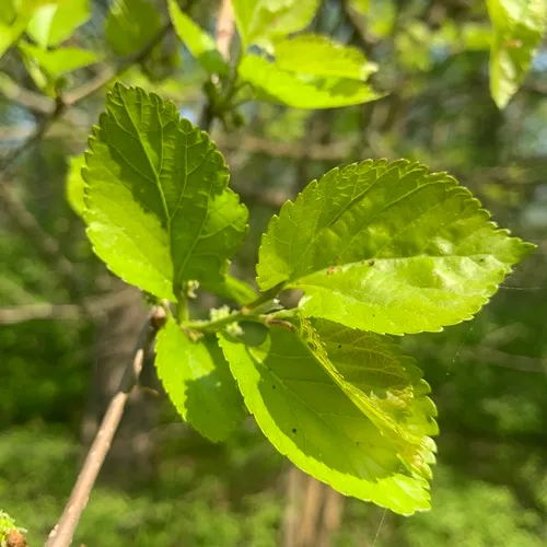 white mulberry