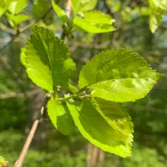 white mulberry thumbnail 1