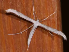 Yarrow Leaf Plume Moth thumbnail 4
