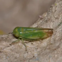 Tamarix Leafhopper thumbnail 2