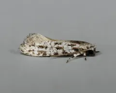 Brown-spotted Diachorisia Moth thumbnail 3