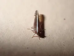 Stenocranus lautus thumbnail 1