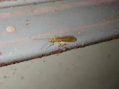 Yellow Stone thumbnail 1