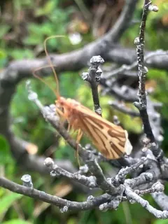 Clistoronia flavicollis thumbnail 4