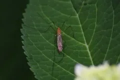 Nephrotoma suturalis thumbnail 3