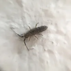 Shaggy Springtail thumbnail 3