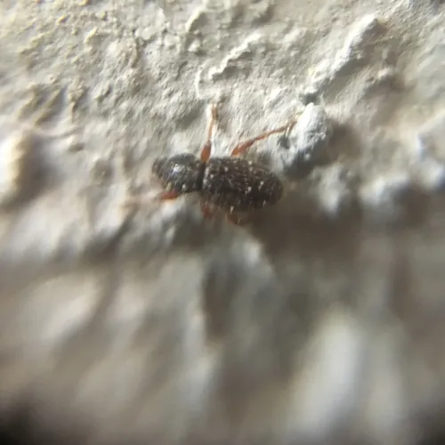 Hairy Spider Weevil