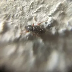 Hairy Spider Weevil thumbnail 1