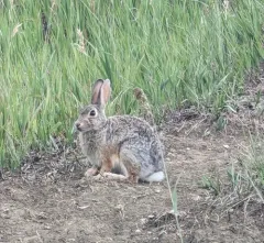 Desert Cottontail thumbnail 4