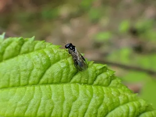 Acordulecera dorsalis