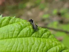 Acordulecera dorsalis thumbnail 1