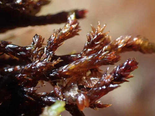Twiggy Spear-moss