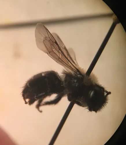 Kindred Cellophane Bee