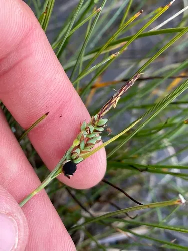 Anthracoidea paniceae