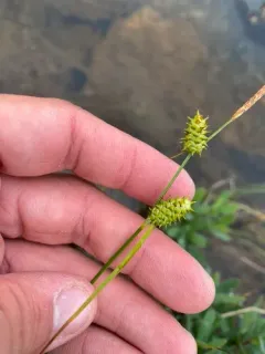 Long-stalked Yellow-sedge thumbnail 3
