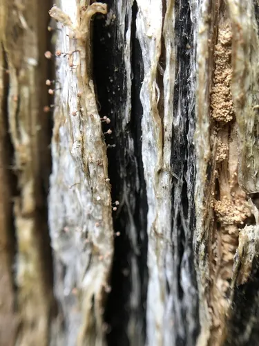 Frosted Glass-whiskers Lichen