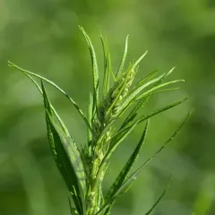 Sawtooth Wormwood thumbnail 3