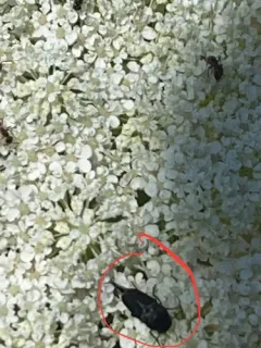 Mordella albosuturalis thumbnail 4