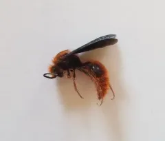 Sphaeropthalma edwardsii thumbnail 4
