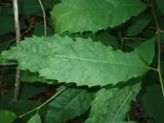 Erysiphe castaneae thumbnail 1