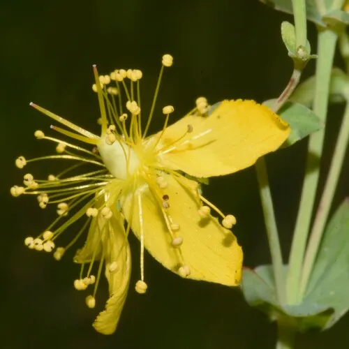 Scouler's St. John's wort