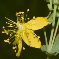 Scouler's St. John's wort thumbnail 1