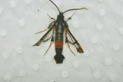 Northern Willow Clearwing Moth thumbnail 3