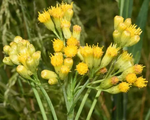 water ragwort