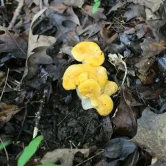 Ghost chanterelle thumbnail 4