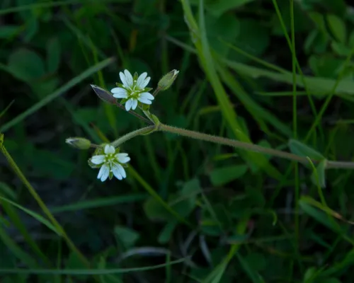 Common mouse-ear chickweed