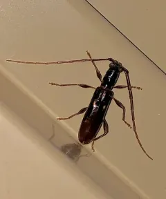 Four-spotted Hickory Borer thumbnail 4