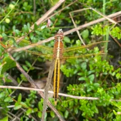 Needham's Skimmer thumbnail 2