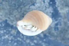 Dovesnail Hermit thumbnail 3