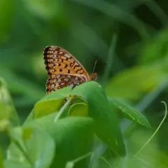 Northwestern Fritillary thumbnail 2