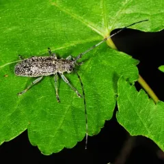 Microgoes oculatus thumbnail 3