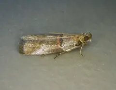 Sweetfern Leaf Casebearer Moth thumbnail 4