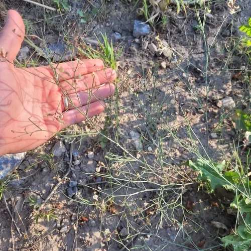 Lesser Rushy Milkvetch