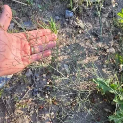 Lesser Rushy Milkvetch thumbnail 1