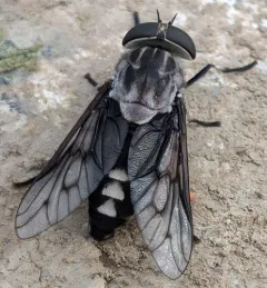 Three-spotted Horse Fly thumbnail 4