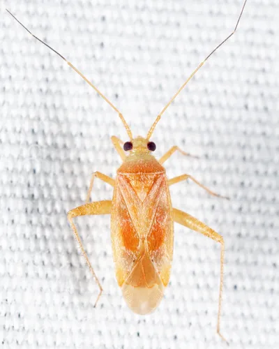 Phytocoris fulvus