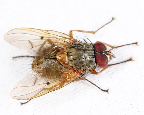 Phaonia houghii