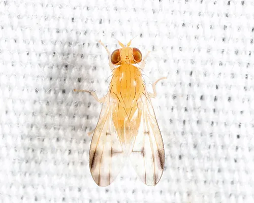 Homoneura incerta