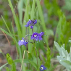 cusick's speedwell thumbnail 3