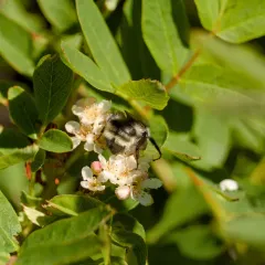 Van Dyke's Bumble Bee thumbnail 4